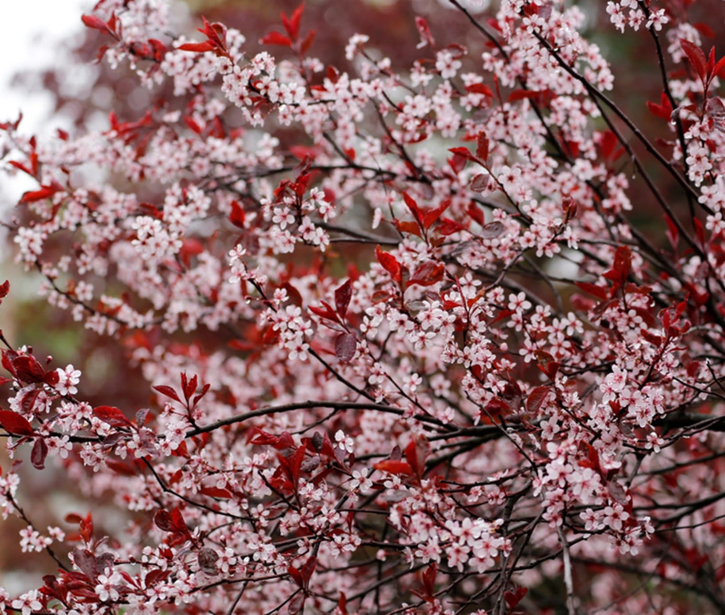 Purple Leaf Sand Cherry Live Plant – Prunus Cistena Ornamental Shrub – Pink Spring Blossoms with Deep Purple Foliage – Hardy Landscape Flowering Bush for Outdoor Gardens (2 Trees)
