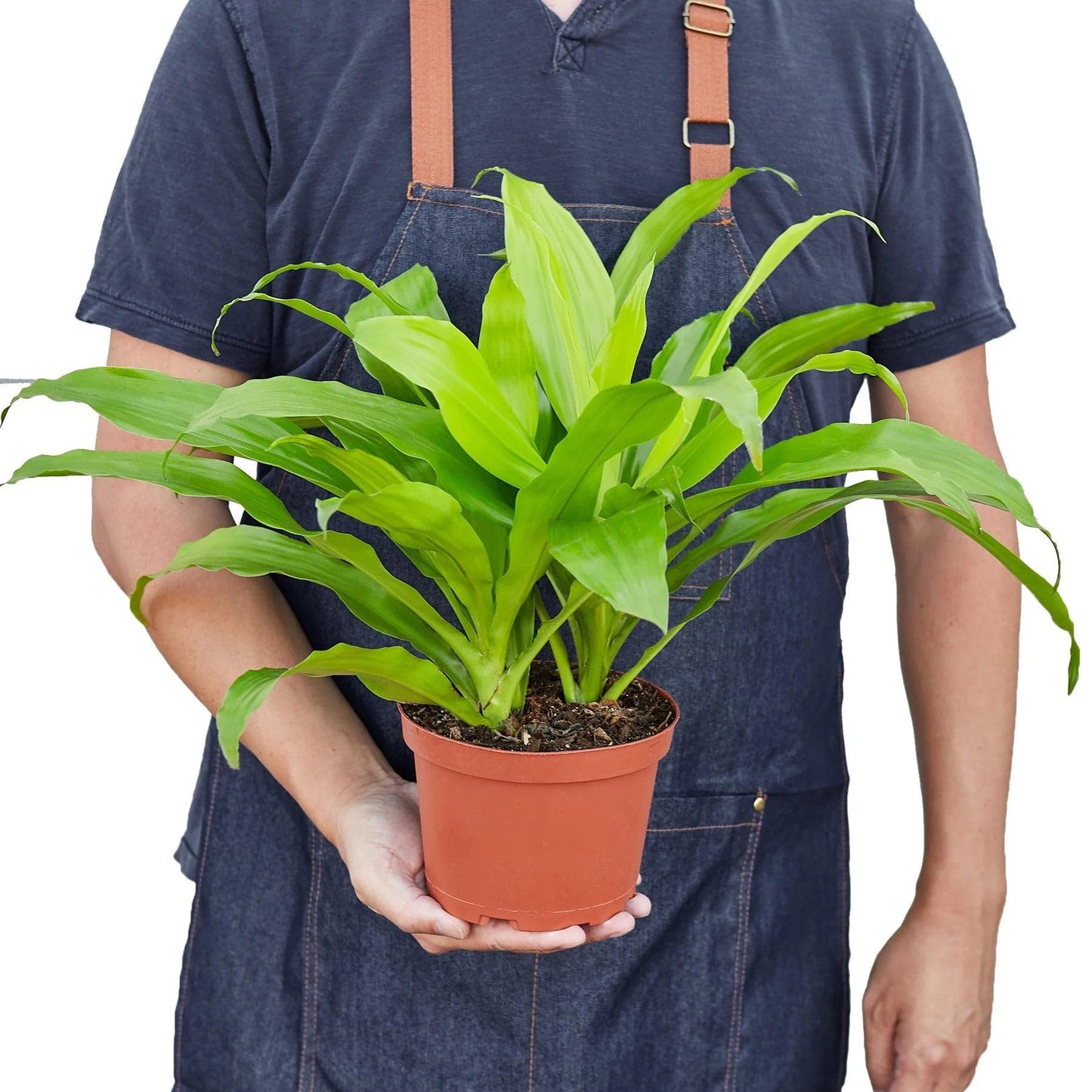 5 Pack Dracaena 'Lime Light' in 6in Pot - Live Plants Tropical Houseplants | Variegated | USA Growers | The Snobby Leaf
