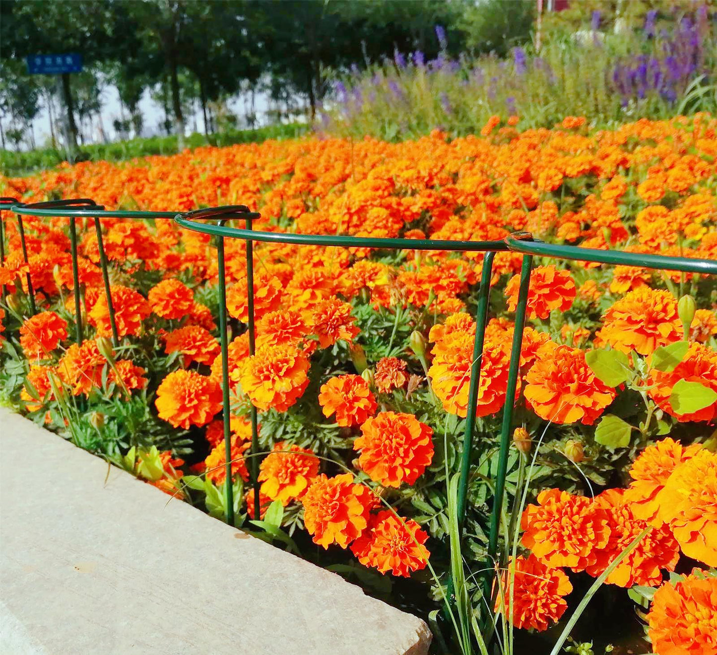 12 Pack 24 Inch High Plant Stake,Garden Plant Support,Half-Round Peony Cage Plant Ring Hoop
