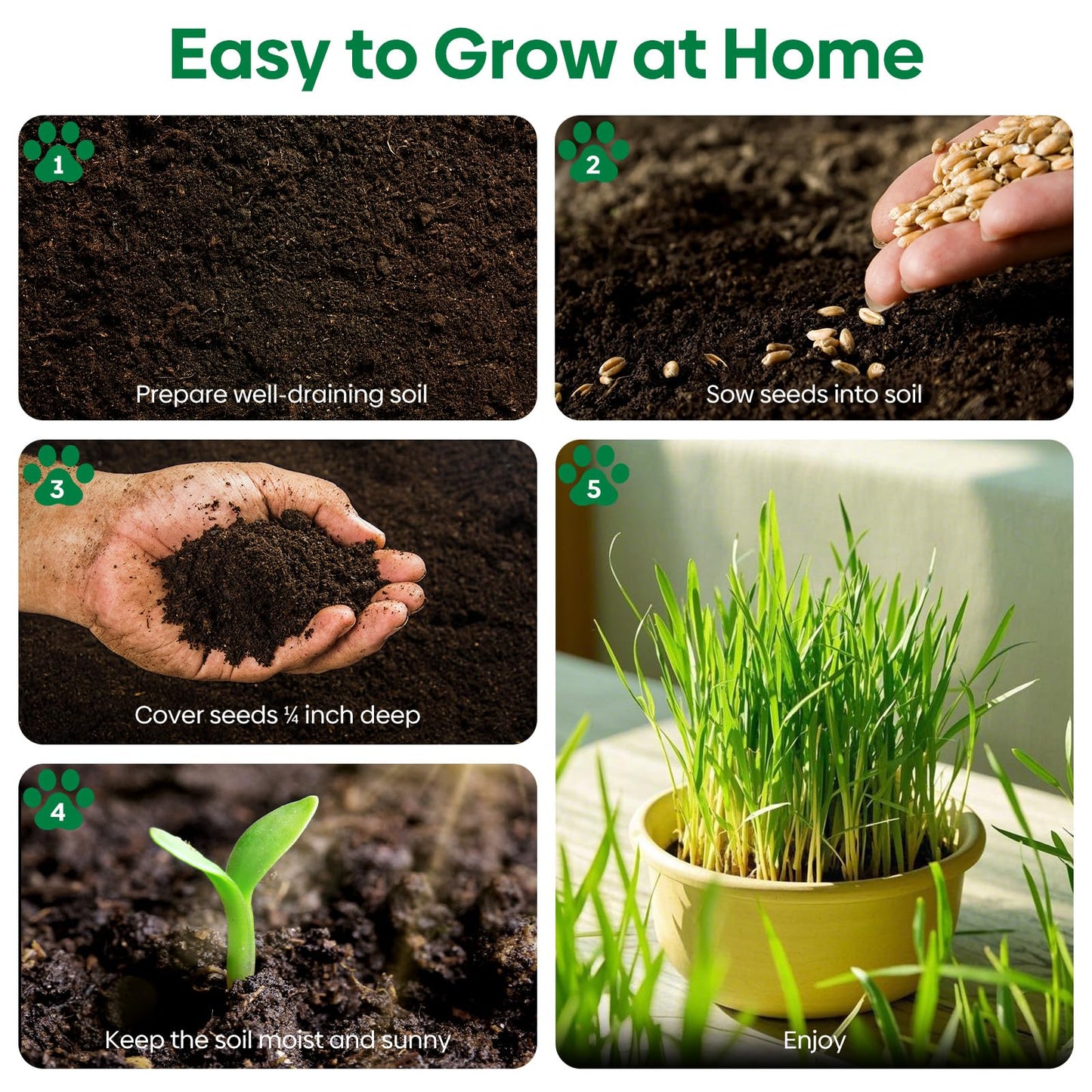 Groundio Cat Grass Seeds, 16 OZ, Grown in The USA for Indoor Cats, Non-GMO, 1 Pound
