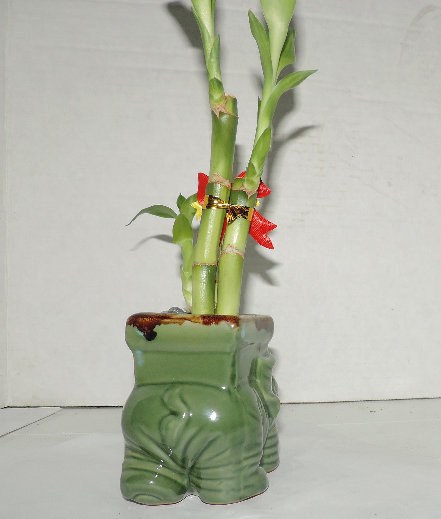 JMBAMBOO- Live 3 Style Lucky Bamboo Plant Arrangement with Ceramic elephant Vase