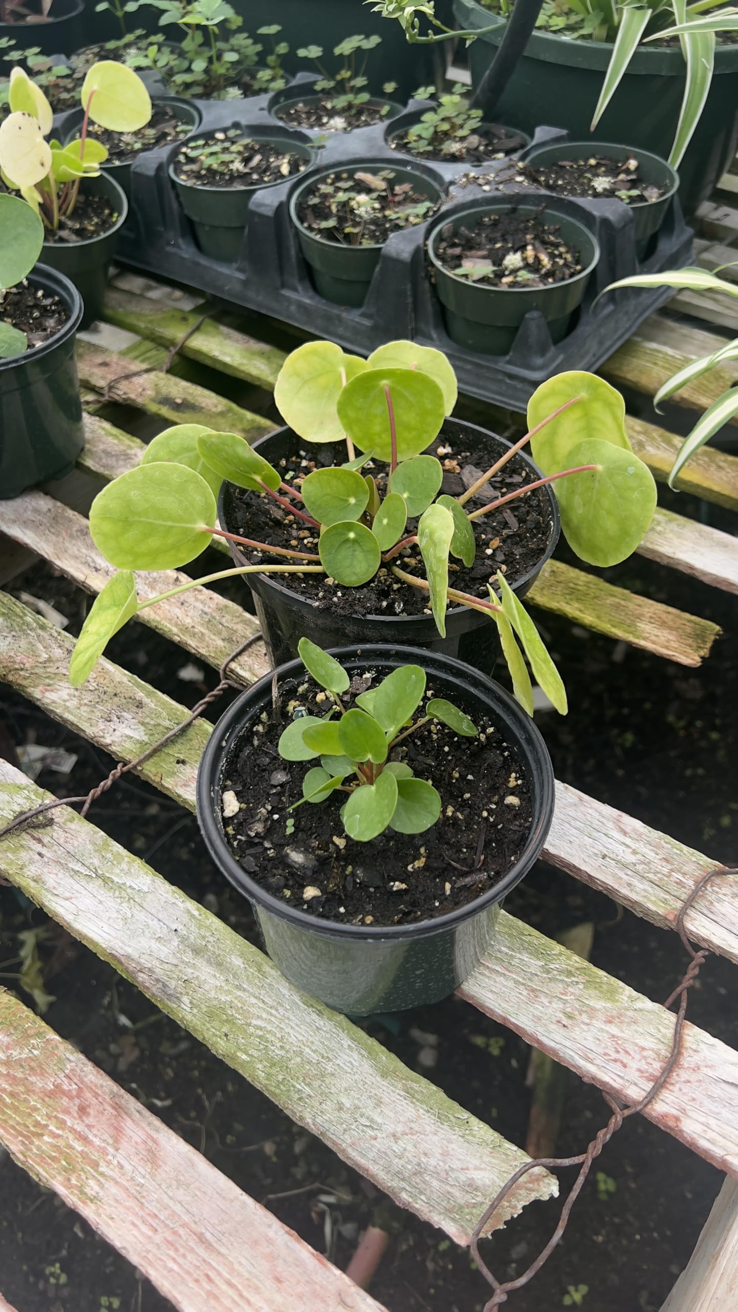 Chinese Money Plant in 5" Pot – (Pilea peperomioides) Live Indoor Houseplant | Easy Care, Low Maintenance, Air Purifying Plants | Feng Shui Good Luck Plants for Home, Office & Gifts