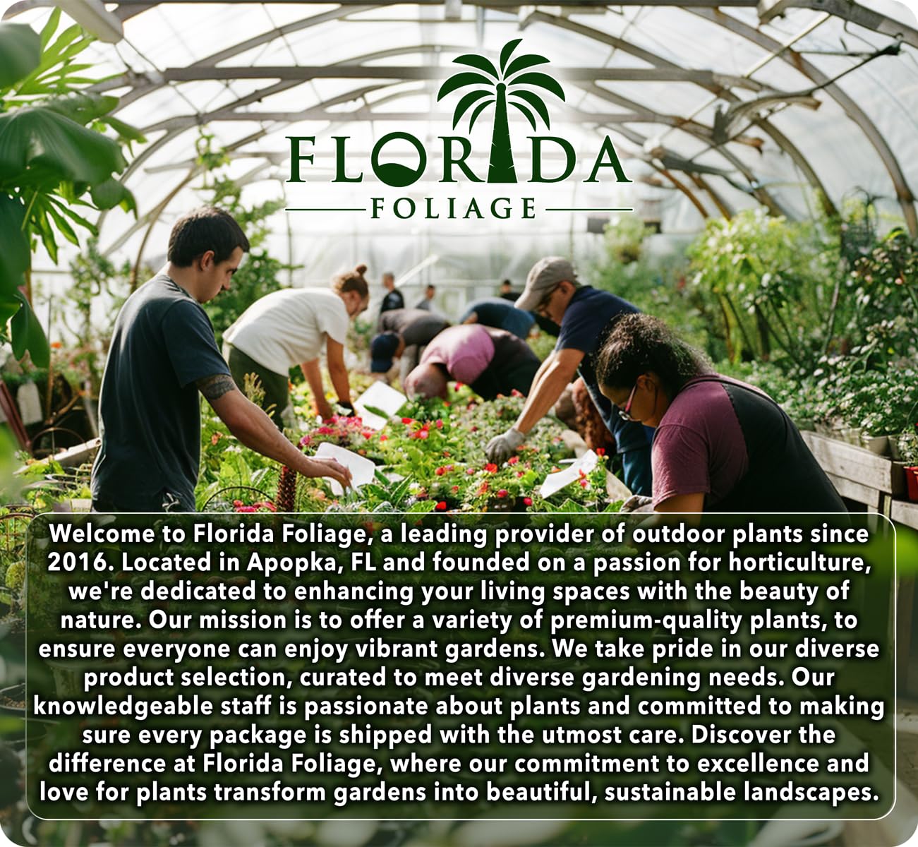 Firepower Heavenly Bamboo | 30 Live Plants | Nandina Domestica | Compact Ornamental Shrub, Year-Round Color, Low Maintenance, Bright Red Foliage, Outdoor Landscape, Garden Accent