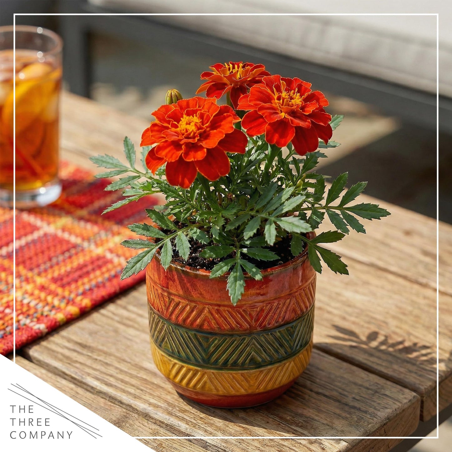 Live Flowering Marigold - Durango Red (4 Per Pack), Beautiful Spring Color, 8" Tall by 4" Wide in 1 Pt Pot