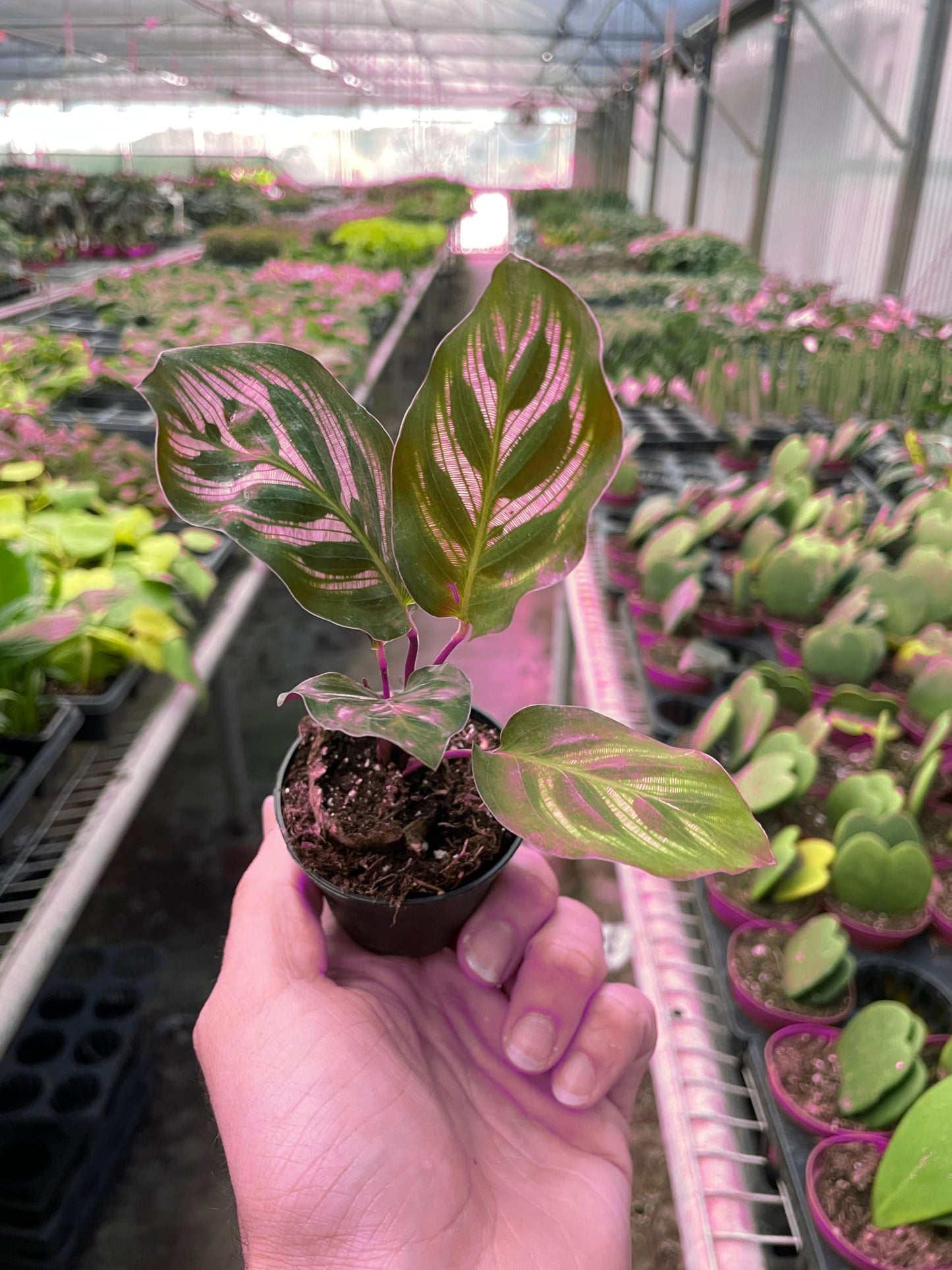 7 Pack Calathea 'Makoyana' in 6in Pot - Live Tropical Houseplant - Easy to Grow | Air Purifying | Pet Friendly | Variegated | USA Growers | The Snobby Leaf