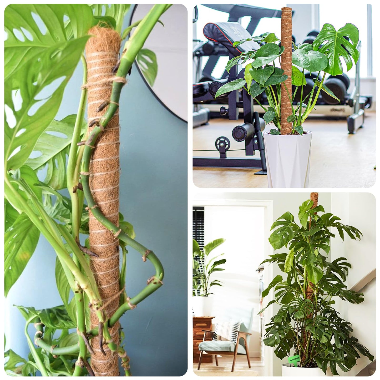 KINGLAKE Moss Pole for Plants 51.1 Inch Monstera Plant Support for Climbing Plants 4 Pcs 15.7 Inch Stackable Moss Pole Plant Stakes for Indoor Plants with Plant Tape, Jute Rope & Twist Ties