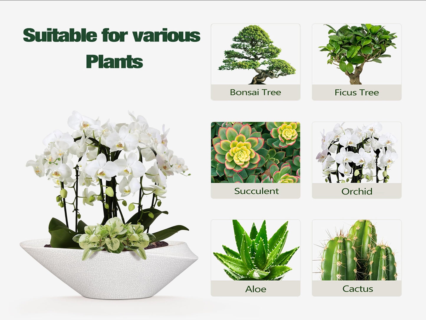 EPFamily Bonsai Tree Pot - 12 Inch Ceramic Planter with Drainage Hole, Modern Succulent Pots for Indoor & Outdoor, Decorative Planter for Home Decor, Plant Lover Gifts, White-Black