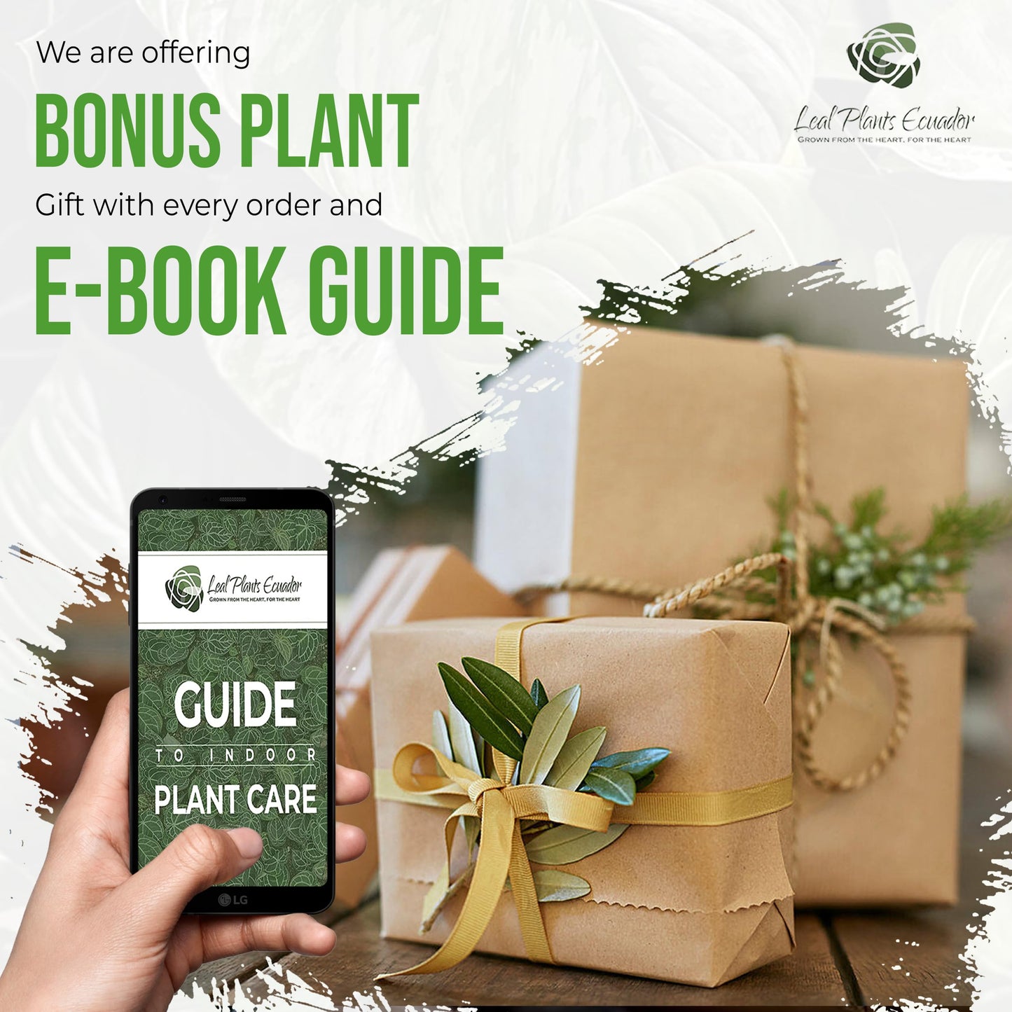 LEAL PLANTS ECUADOR Anthurium Forgetii Unique Dark Live Plant | Low Light Indoor Houseplant | Exotic Aroid for Home Decor