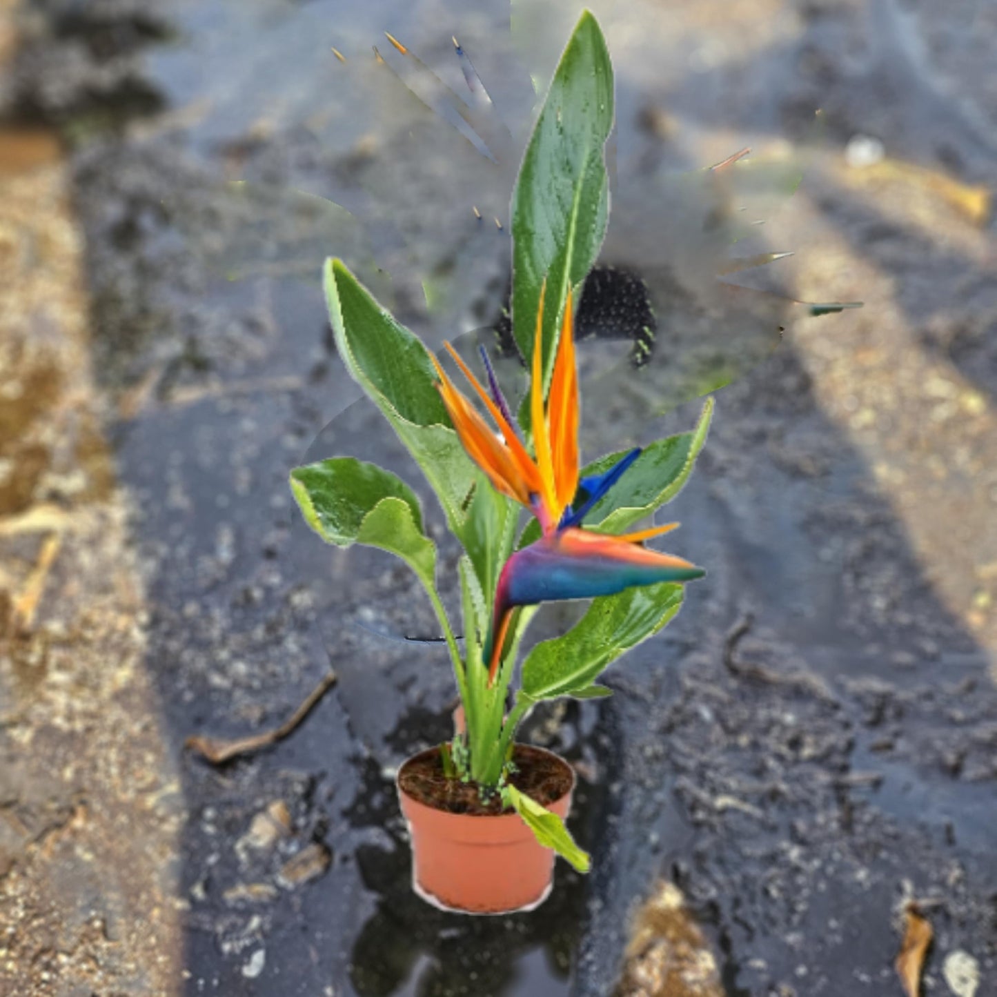 Green Bear Garden Bird of Paradise Plant, Live Tropical Strelitzia Reginae, Indoor Outdoor Houseplant (Orange, Starter Pot)