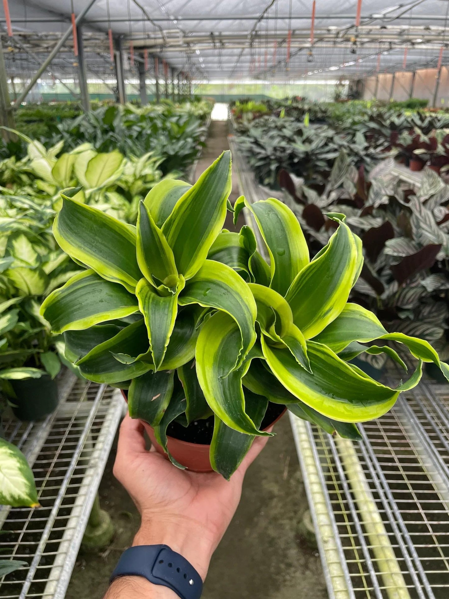 7 Pack Dracaena 'Tornado' in 4in Pot - Live Plants Tropical Houseplants | Variegated | USA Growers | The Snobby Leaf