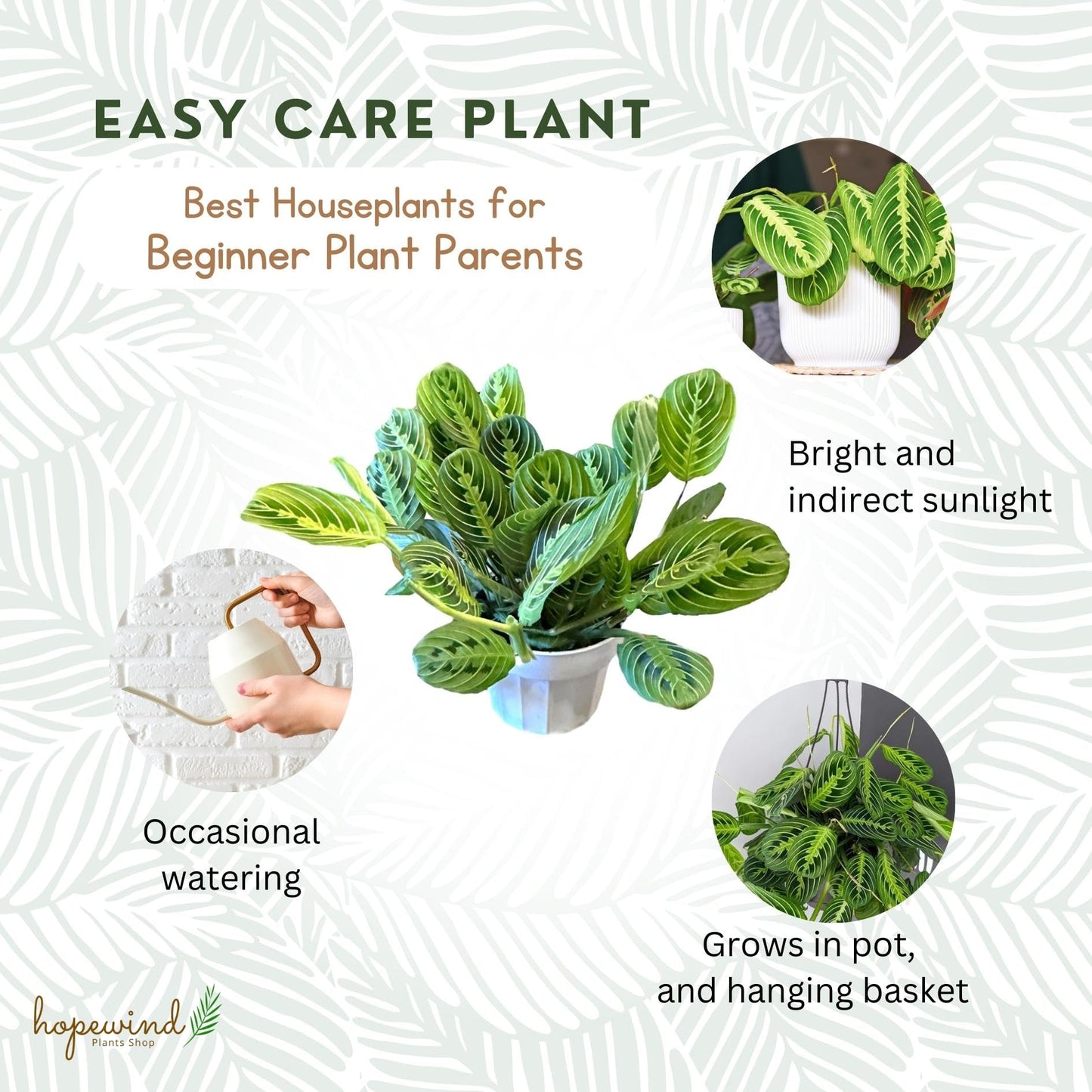 Live Plant, Lemon Lime Maranta Prayer Plant, Pet Friendly, Air Purifying, Easy Care, 12-16 inch Tall, Easy to Grow Rare Indoor Plant, Houseplant, 4 inch Pot by Hopewind Plants Shop