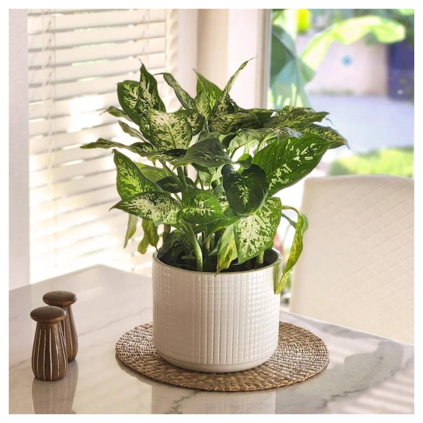 Dieffenbachia 'Dumb Cane' Live Indoor Houseplant, Variegated Green and White Tropical Foliage (Big Ceramic)