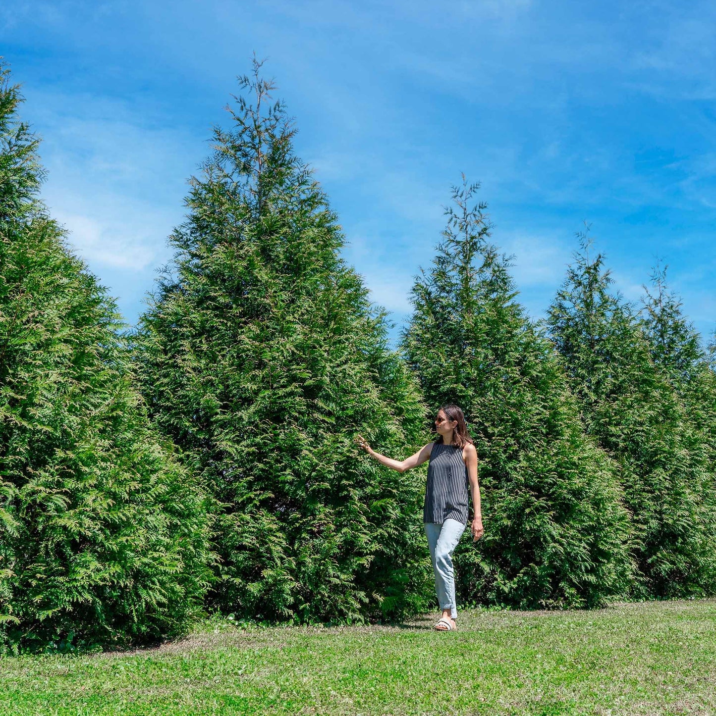 Perfect Plants Thuja Green Giant 1 Gallon | Privacy Evergreen Arborvitae | Adaptable Lush Green Foliage