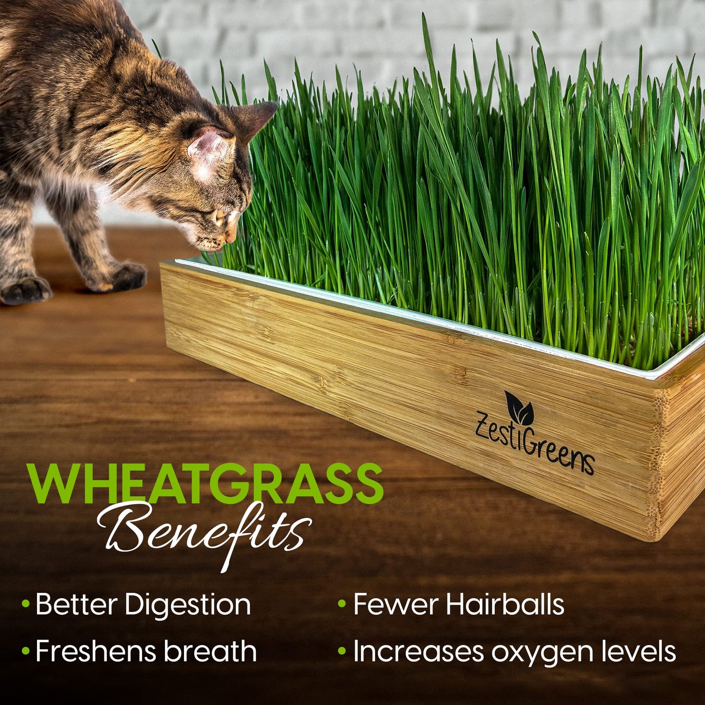Self-Watering Cat Grass Kit – Grow Fresh, Living Cat Grass at Home in 5–7 Days | No Soil, No Mess | Organic Wheatgrass Seeds | Large Reusable Indoor Tray
