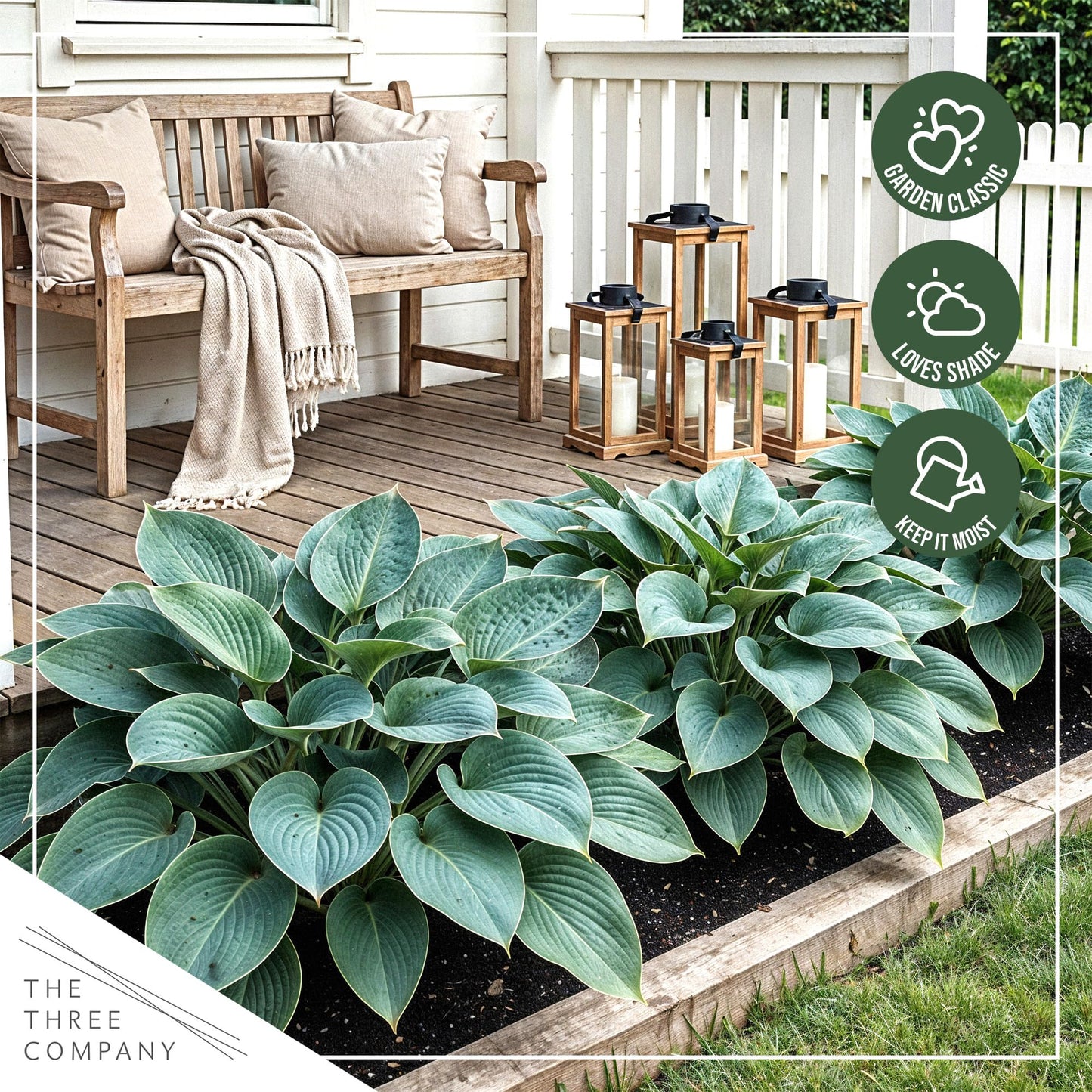 Live Perennial Hosta - Abiqua Drinking Gourd (3 Plants Per Pack) Beautiful Accent Plant, 10" Tall by 4" Wide in 1 Qt Pot