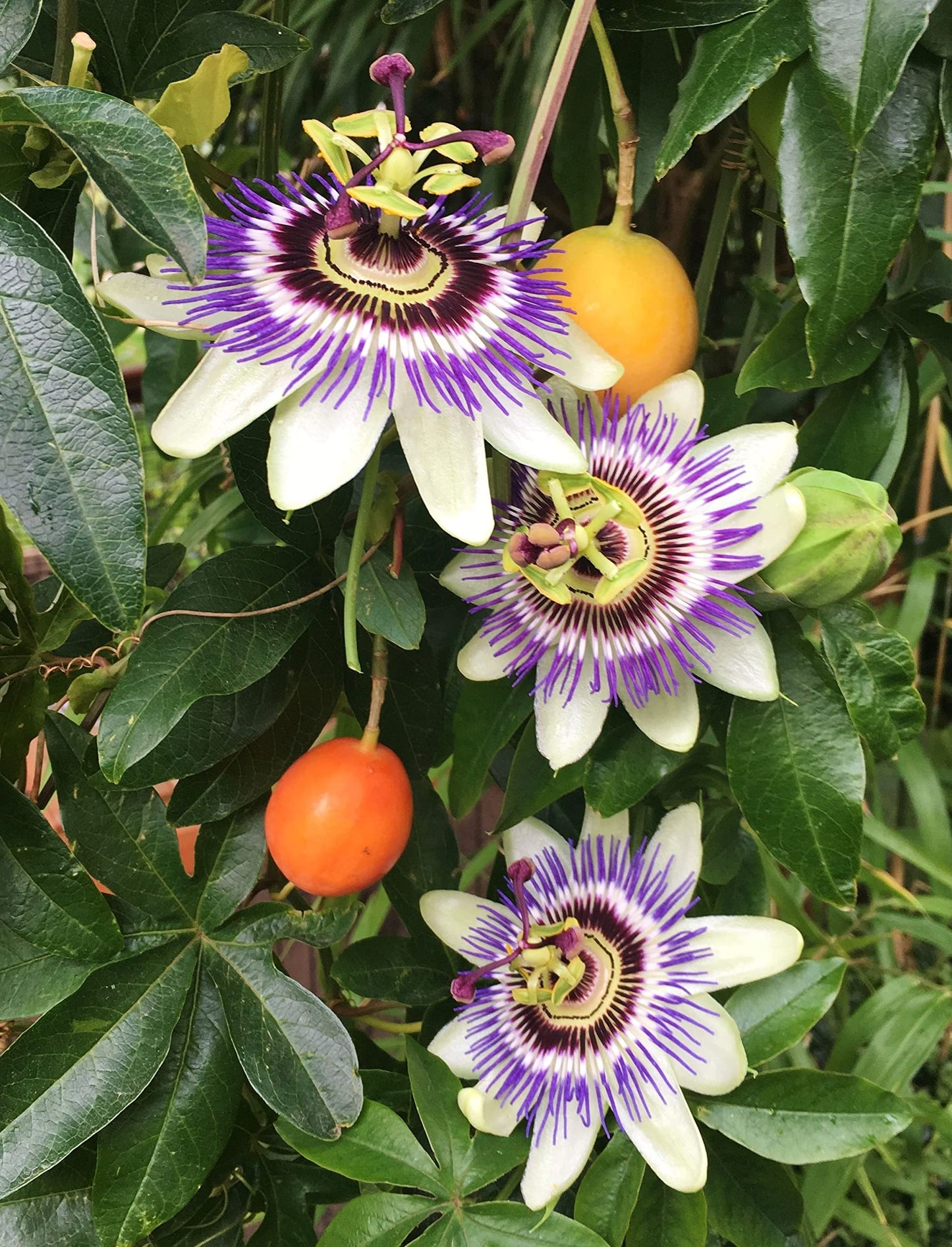 Passion Fruit Plant - 10 Live Plants in 4 Inch Growers Pots - Edible Fruit Bearing Vine for The Patio and Garden