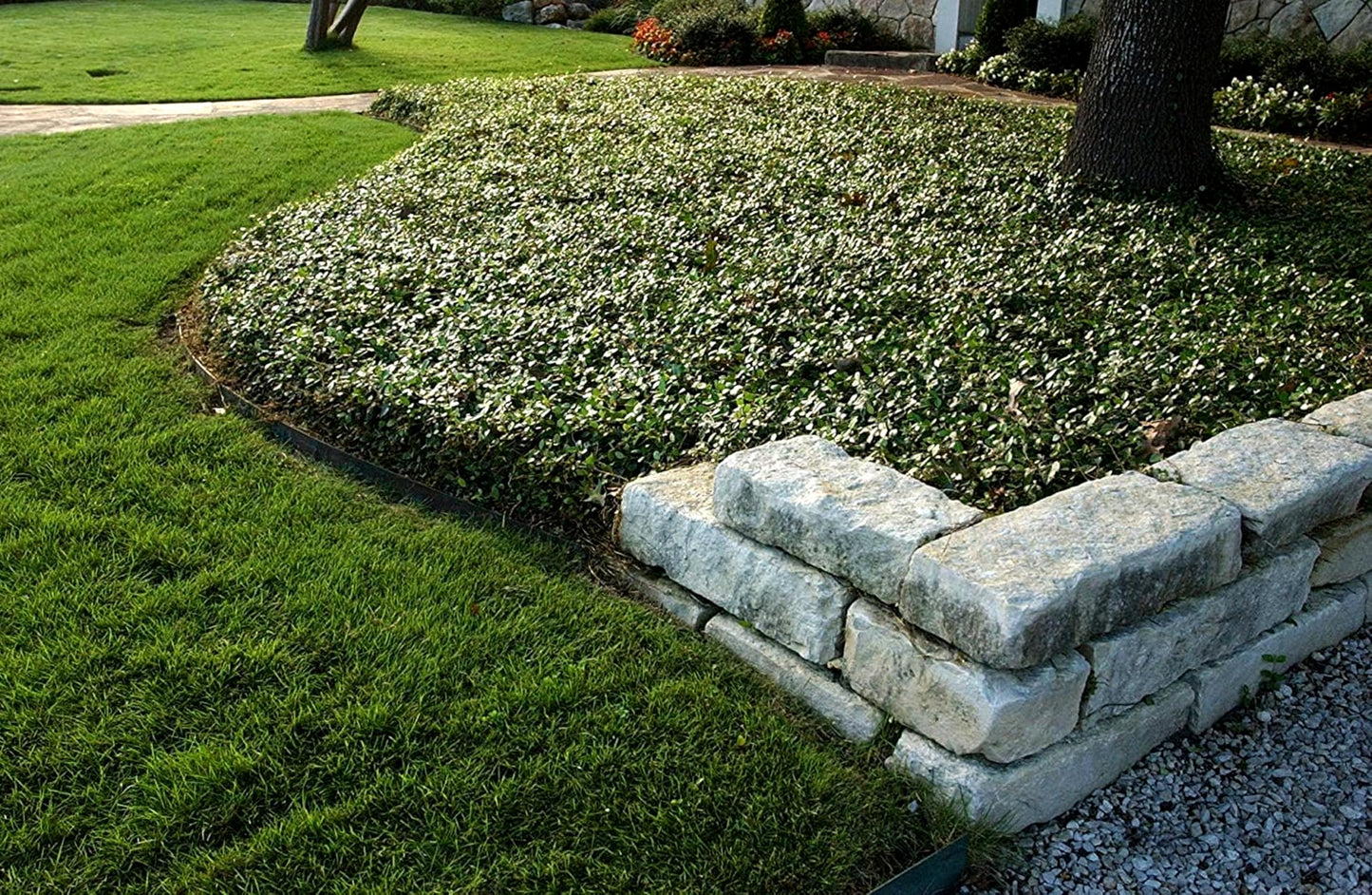 Asiatic Jasmine Minima | 30 Live Plants | Trachelospermum Asiaticum | Ground Cover, Fast Growing, Low Maintenance Evergreen, Cold Hardy, Drought Tolerant, Dense Growth, Landscaping