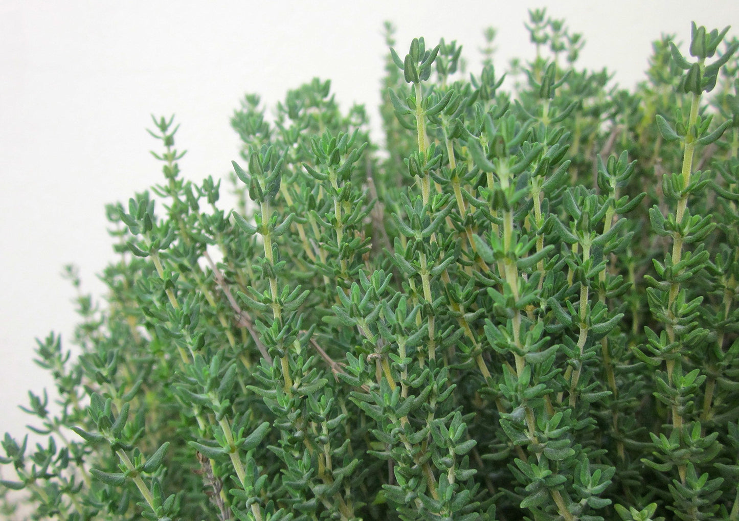 Clovers Garden Thyme Herb Plants- Two (2) Live Plants - Non-GMO - Not Seeds -Each 4"-8" Tall- in 4 Inch Pots, Drought Tolerant
