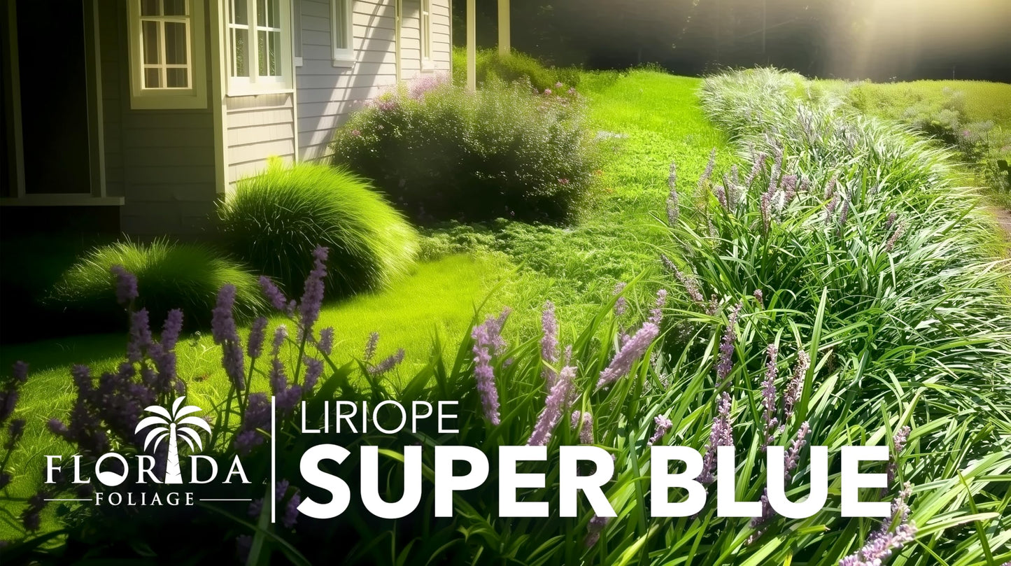 Super Blue Lilyturf - Liriope Muscari - 12 Live 4 Inch Pots - Drought Tolerant Low Maintenance Groundcover Plants