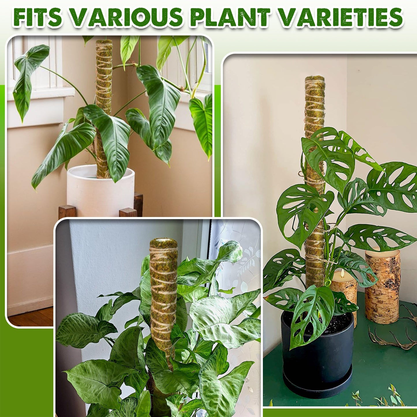 DUSPRO Natural Stackable Moss Pole for Plants Monstera Potted Plant Stakes for Indoor Plants Extendable Plant Pole Moss Sticks for Plants Climbing Vine Supporting Monstera Trellis 4Pcs 22''