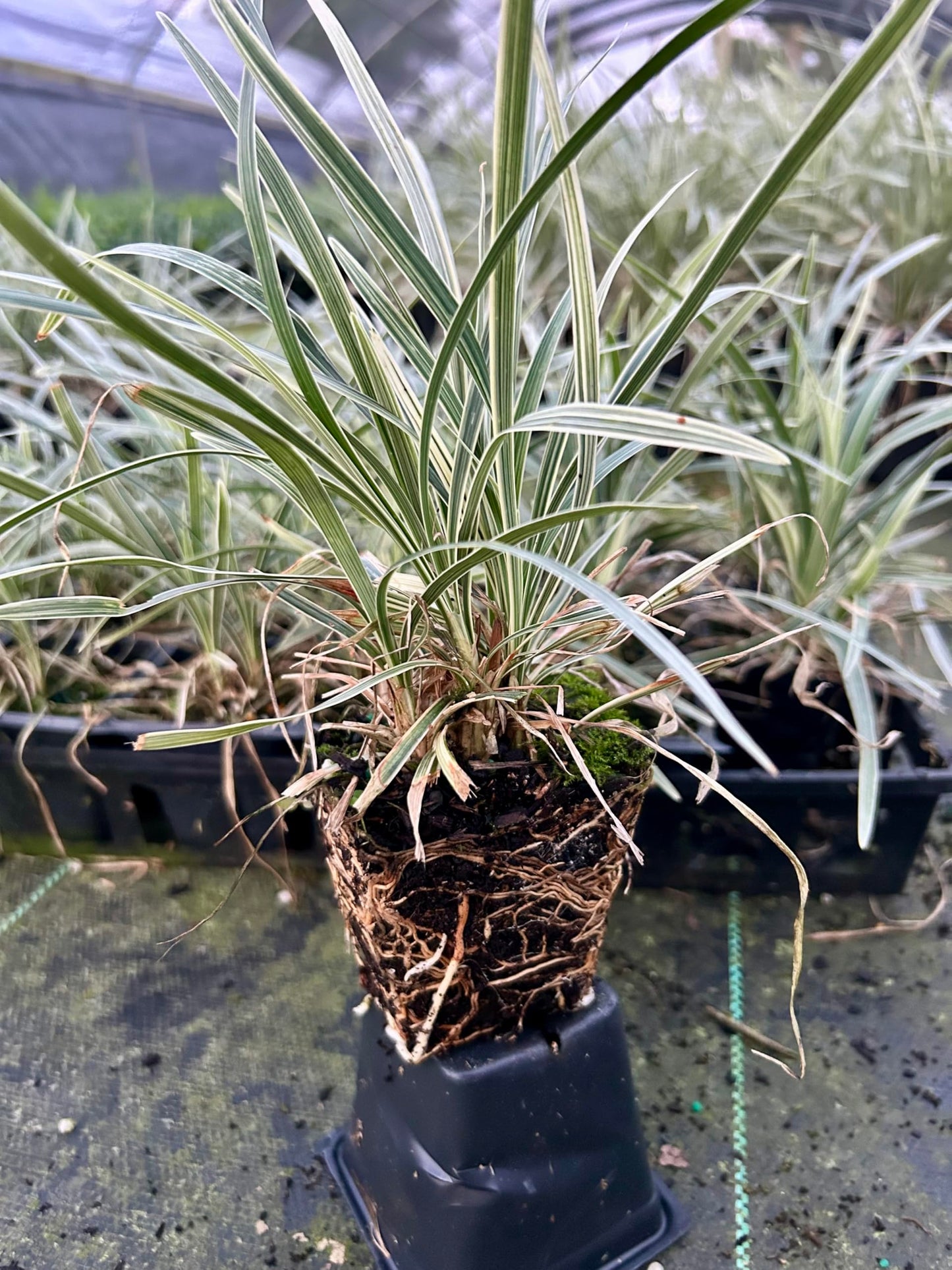 Aztec Grass Live Plant, Variegated Green and White Foliage, Ornamental Grass for Garden and Landscape (2, 4 in-18 Count)