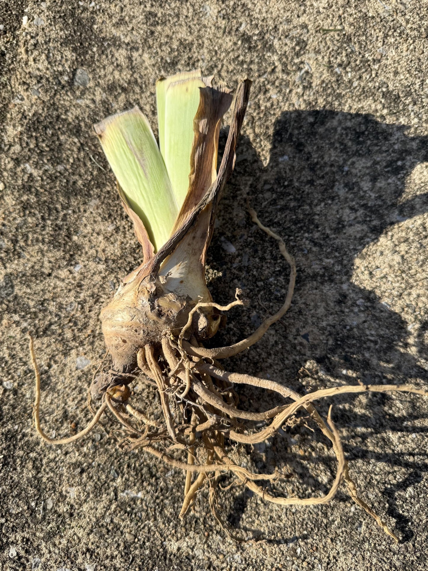 Premium Bearded Iris ‘Struck Twice’ Rhizome/Root/Bulbs (1 ea) - Amazon 30-Day Returnable Guarantee