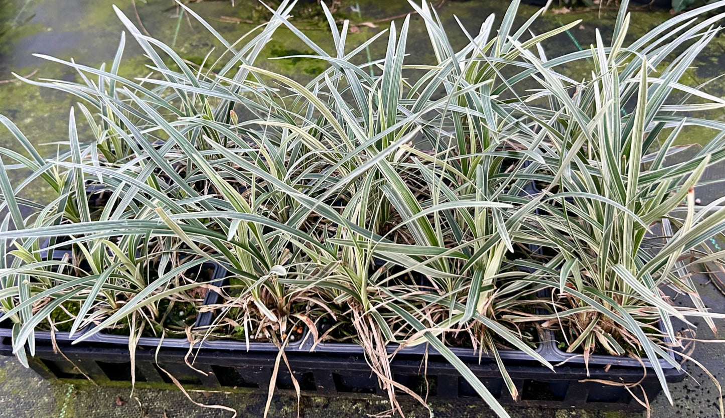 Aztec Grass Live Plant, Variegated Green and White Foliage, Ornamental Grass for Garden and Landscape (1, 4 in -18 Count)