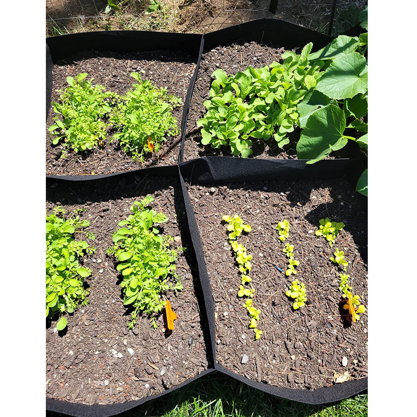 CJGQ 2 Pack Fabric Raised Garden Bed 6x3x1ft Garden Grow Bed Bags for Growing Herbs, Flowers and Vegetables 128 Gallonā¦