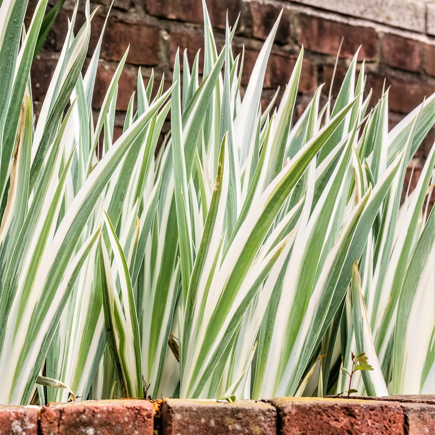 Easy to Grow Iris Pallida Variegata Pack of 1 Potted Flower Bulb - Rooted & Established in 4" Quart Pot, White Variegated Foliage & Purple Blooms in Summer, Plant in Sun Outdoor (Dalmatian Iris)