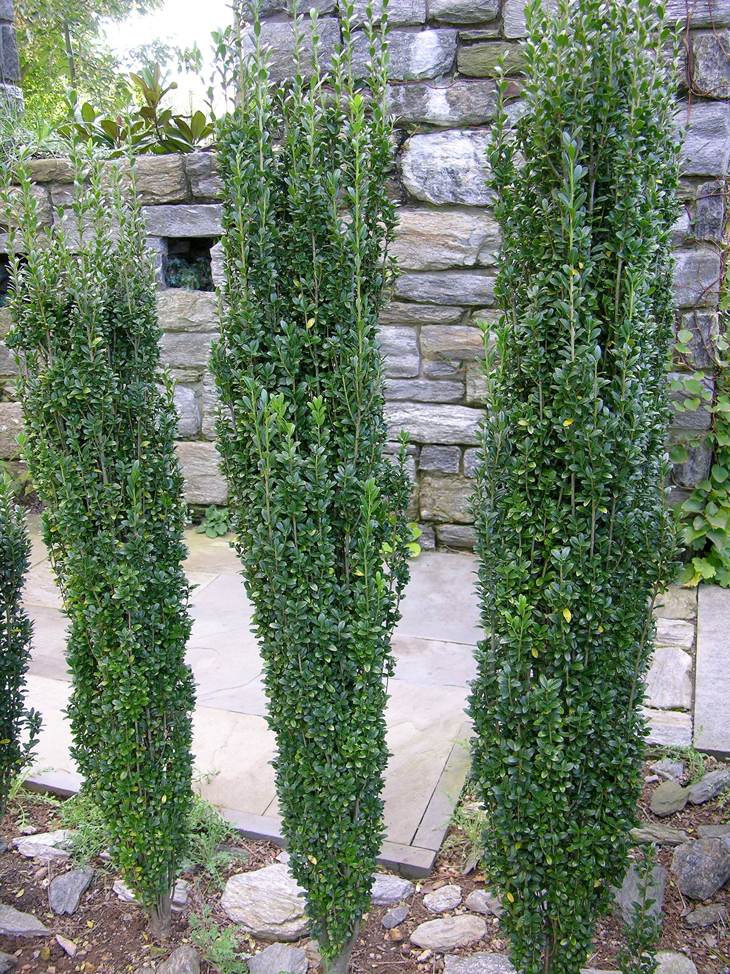 Sky Pencil Japanese Holly - 10 Live Plants - Ilex Crenata - Formal Low Maintenance Evergreen