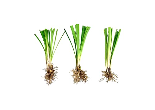 Super Blue Liriope Muscari - 10 Bare Root Plants - Evergreen Ground Cover Grass