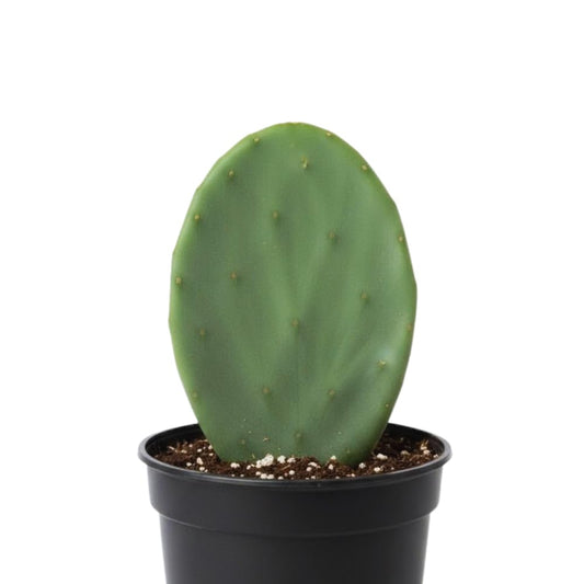 Prickly Pear Cactus Plant Live, Green Prickly Pear Cactus Live Plant Pot, 4 Inch Tall, Hardy Succulent Cactus for Indoor or Outdoor Garden, Easy Care Plant