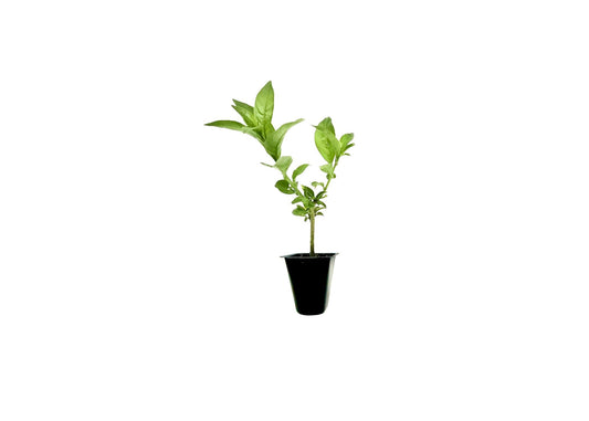 Night Blooming Jasmine I 20 Live Plants I Cestrum Nocturnum | Fragrant White Flowers for Evening Garden Bliss, Perfect for Container Gardening, Easy to Grow