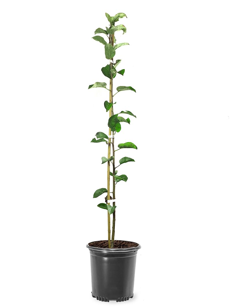Winesap Apple Trees, Late-Season Harvest, Deciduous, Large Bright Red Fruit, 1 gal Nursery Pot, 2-3 ft. Tree Height (Due to Agricultural Laws, we Cannot Ship to CA, AZ, AK, or HI)