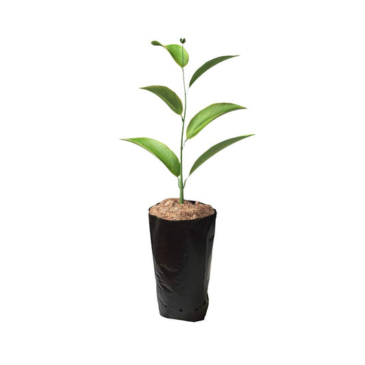 Frjjthchy 100 PCS Thicken Plastic Nursery Bags for Plants Fruit Flower Grow Bags Seedling Pots (7.87x15.75 in)
