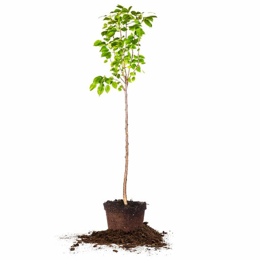 Perfect Plants Florida Home Pear Tree | Live Outdoor Fruit Trees 4-5 Feet | Easy to Grow Sweet Fruits Perfect for Preserves | Easy Planting & Pears Produced in 2-3 Years