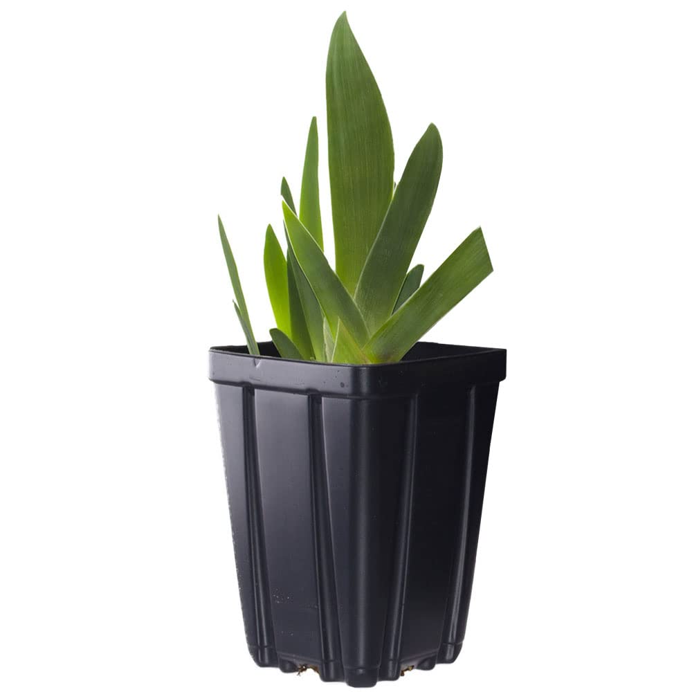 Immortality Bearded Iris Plant Potted - Repeat Blooms Fragrant White Flowers, Perennial