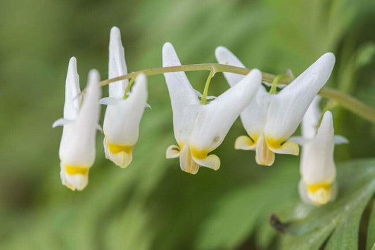 Live Plant - 5 Dutchman's Breeches Bulbs/Root Systems, Bleeding Heart - Dicentra cucullaria