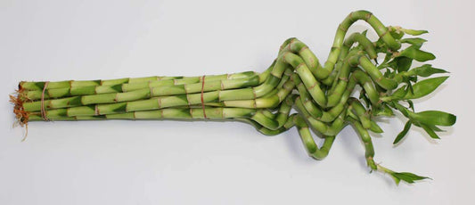 Athena's Garden B-CS06 Lucky Bamboo Corkscrew Spiral Shoots, 6-8", GREEN