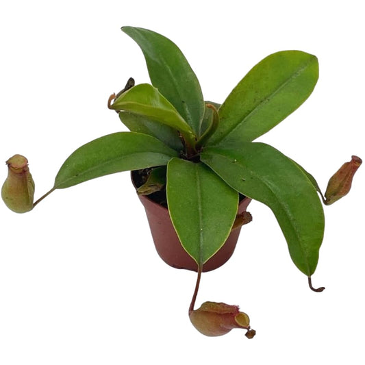 BubbleBlooms Winged Pitcher Plant, Carnivorous, in 2 inch Pot