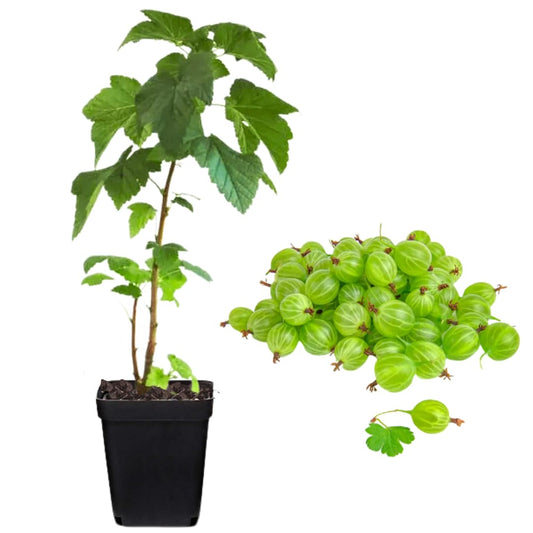 Sweet Gooseberry Plant Live to Grow, Gooseberry Bushes Live Plant 5 to 9 Inch Height, Gooseberries Fruit Well Rooted