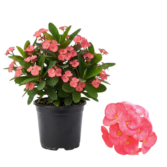 Pink Crown of Thorns Plant, 4-8 Inch Tall Euphorbia milii, Low Maintenance, Easy to Grow, Hardy Perennial Flowering Succulent for Indoor & Outdoor Use