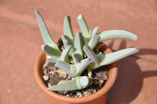 Lobster Claw Plant | Cheiridopsis Candidissima Succulent | 4-Inch Pot | Established Live Carpet-Forming Succulent | Low Maintenance Foliage for Terrariums