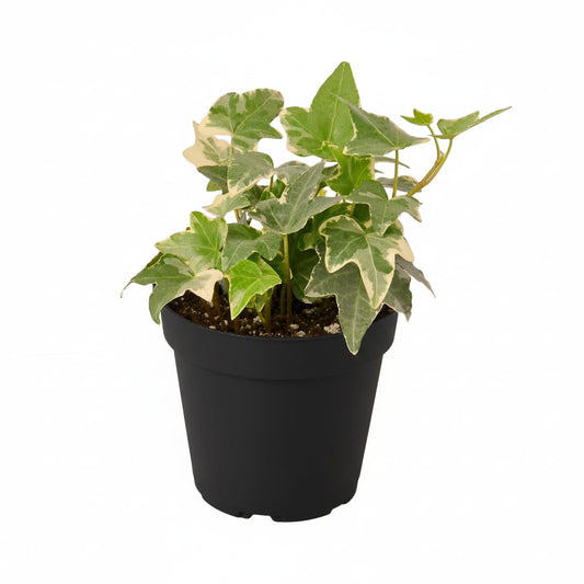 Glacier English Ivy (4 inch) - Air-Purifying Houseplants - 4/6 inch Unique Live Decorative Houseplants - Low-Maintenance Indoor Plants, House Warming Gift, Natural Air Purifier
