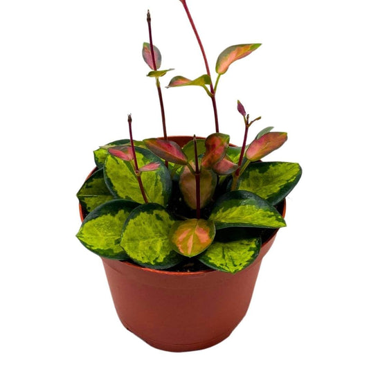 BubbleBlooms Variegated Hoya Australis, Tricolor Lisa, Very Rare Limited Live Plant, in 4 inch Pot