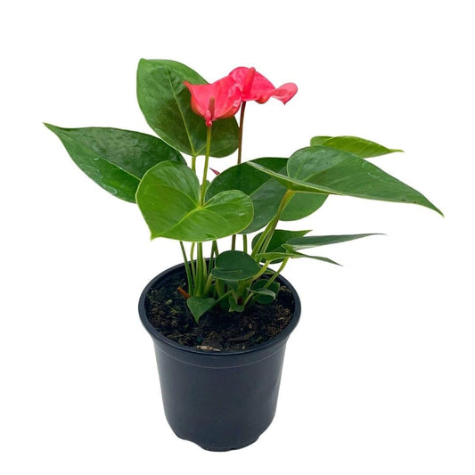 BubbleBlooms Anthurium Pink Flamingo Lily in 4 inch Pot