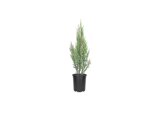 Blue Point Juniper Tree | 5 Live 4 Inch Pots | Juniperus Chinensis | Hardy Evergreen Shrub | Perfect for Landscaping | Low Maintenance Plants