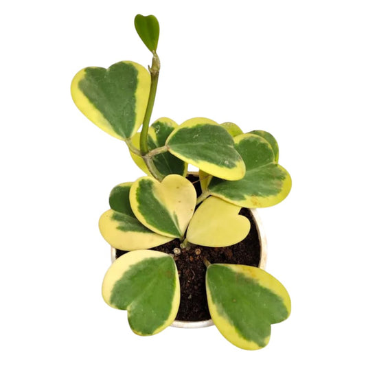 Hoya Kerrii Plant, Variegated Hoya Heart Plants Live Houseplants in 4 Inch Pot, Perennial Vine Plant for Indoor Outdoor Garden, Multiple Leaves