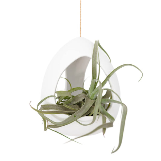 Large White Ceramic Hanging Pod with Xerographica Air Plant - Live Tillandsia in Plant Holder - Wholesale and Bulk - Home and Garden Decor - Easy Care Indoor and Outdoor Plants