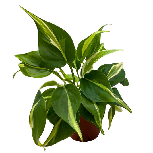BubbleBlooms Philo Silver Stripe, 4 inch Variegated Philodendron Hederaceum Cordatum Heartleaf